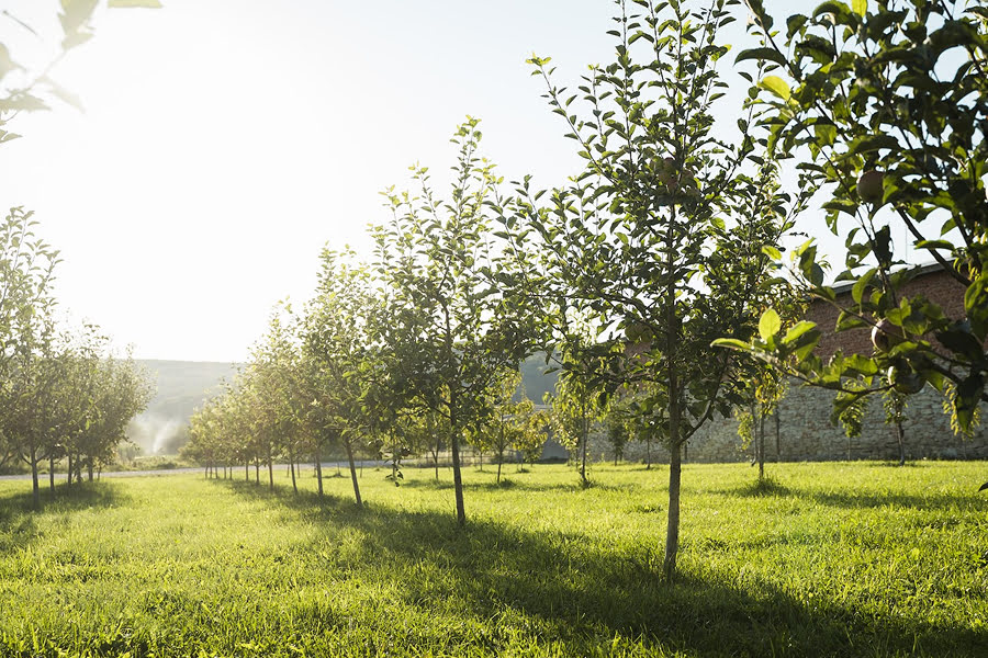 Яблуневий сад