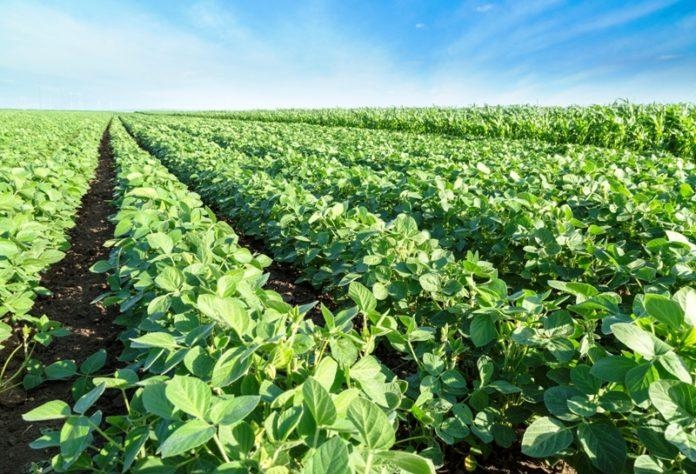 Ціни на сою нового урожаю у США впали до найнижчого з кінця 2020 р рівня - 406 $/т