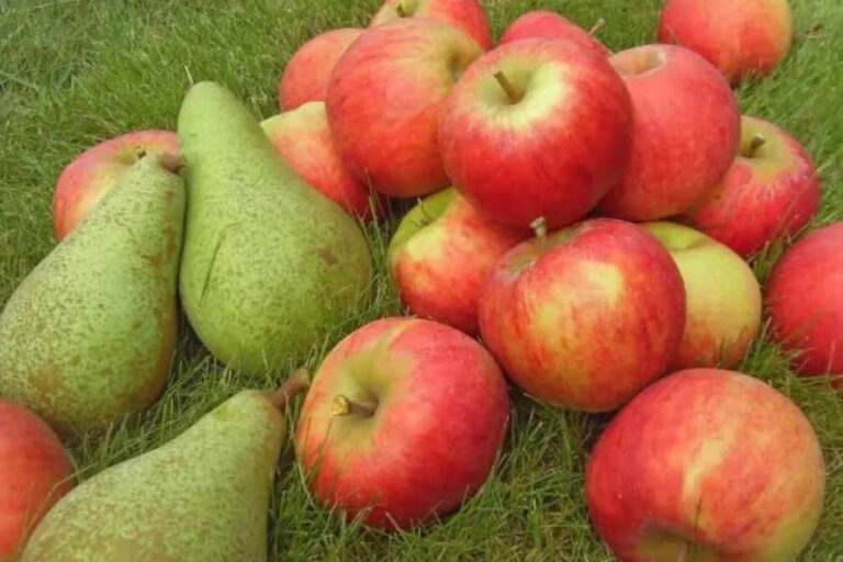 Восени важливо внести добрива для яблунь та груш