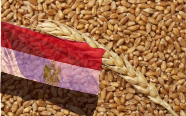 Влада Єгипту намагається змінити систему державних закупівель пшениці, але зустрічає опір
