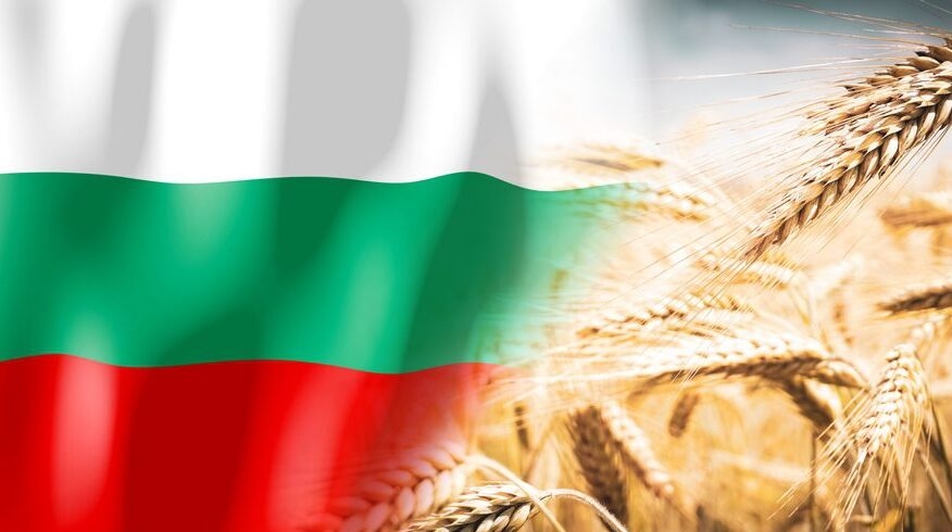 Болгарські аграрії цьогоріч планують зібрати понад 7 млн т пшениці