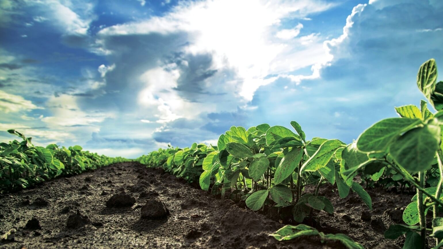 Влада Бразилії призупиняє дію 20-річного "соєвого мораторію"