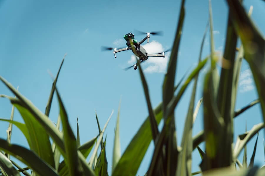 Коптер над кукурудзою