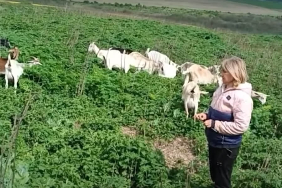 Кози на траві