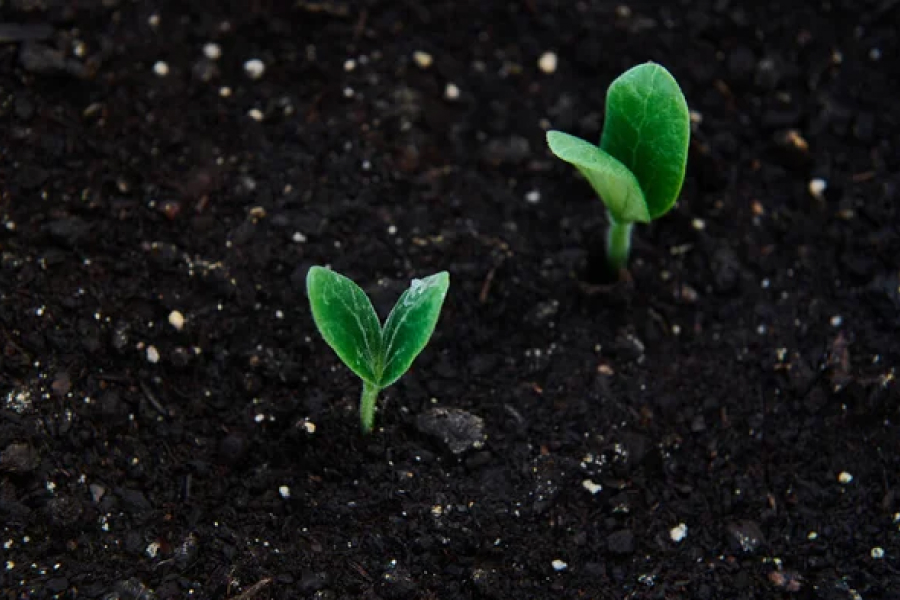 Розсада огірків